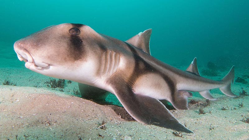 Port Jackson shark thumbnail